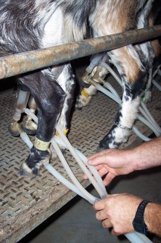 image Ordeñando, primer plano