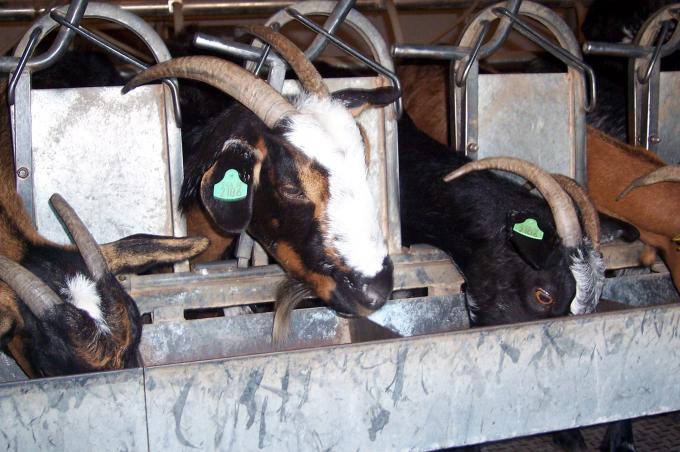 image Panorámica cabras cebándose