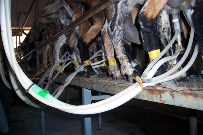 image Panorámica ordeñando cabras