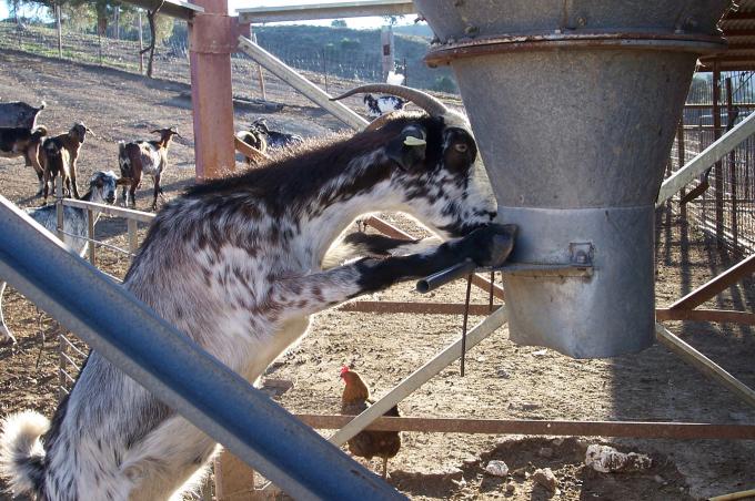 image Cabra intentando comer