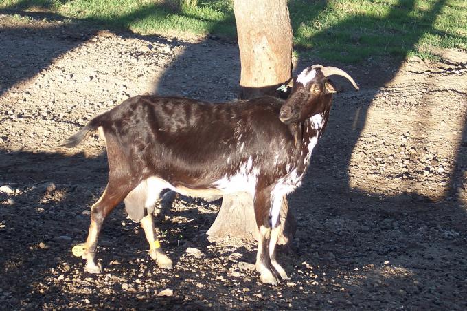 image Cabra recién parida