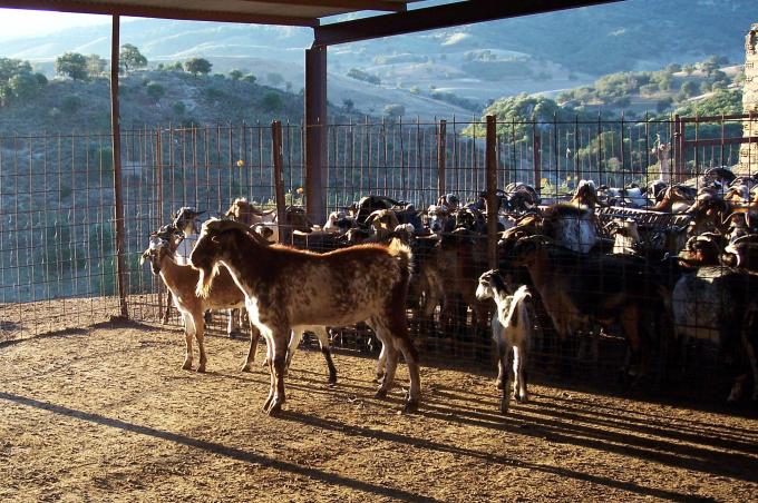 image Macho carbrío