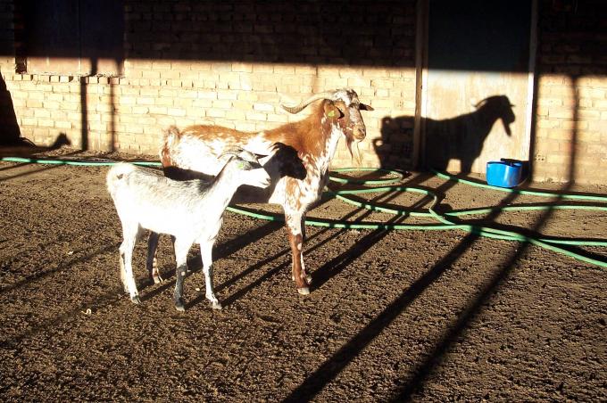 image Macho cabrío y rebaño