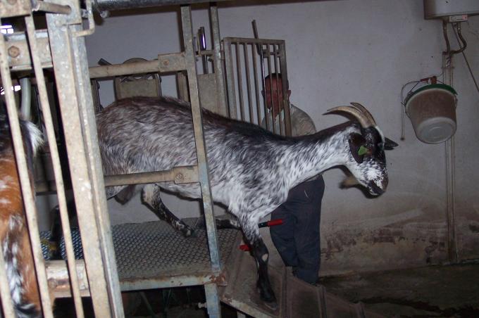 image Salida cabras ordeñadas