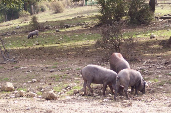 image Explotación extensiva