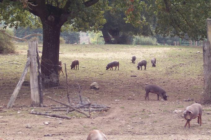 image Explotación extensiva