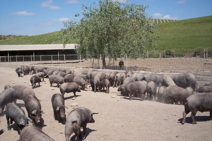 image Explotación intensiva