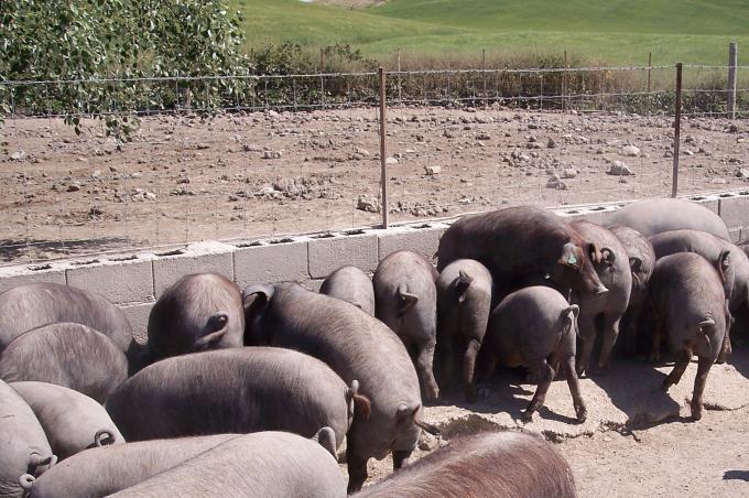 image Explotación intensiva