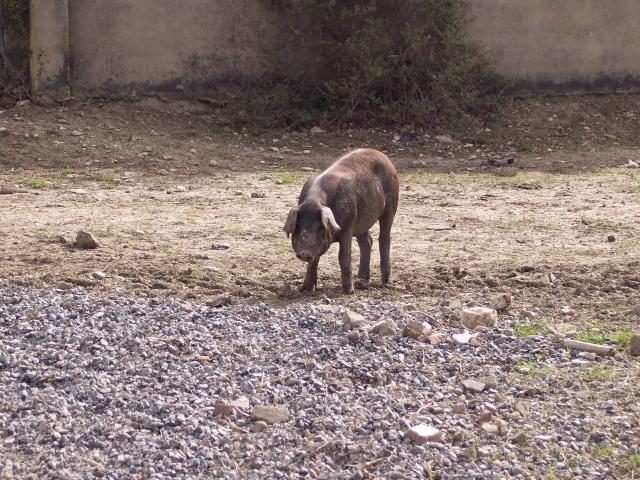 image Lechón en pocilga