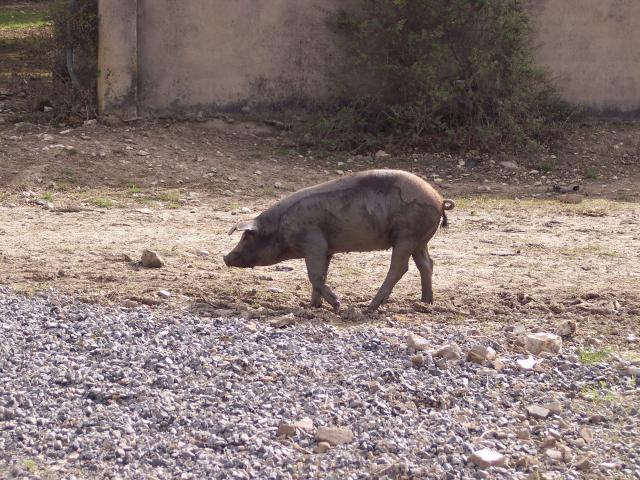 image Lechón en pocilga