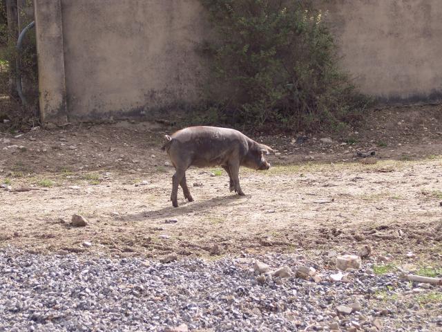 image Lechón en pocilga