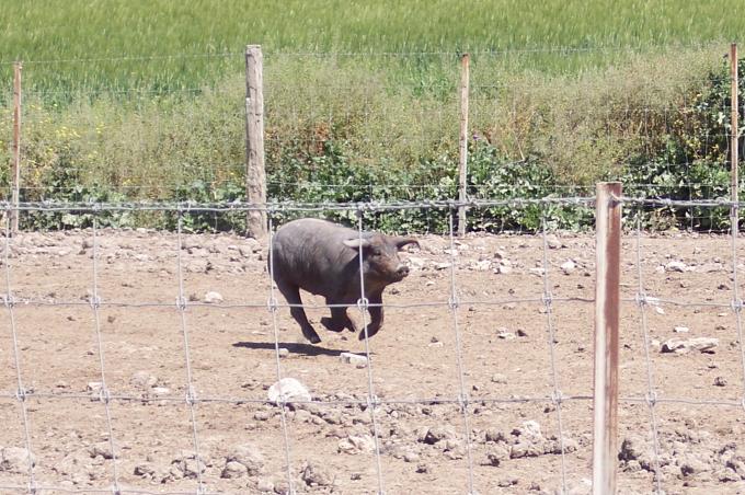 image Primal en una piara