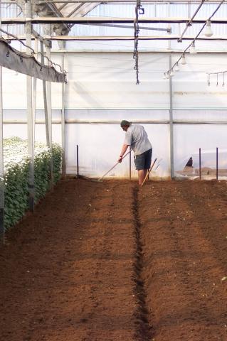 image Alisado de plantación