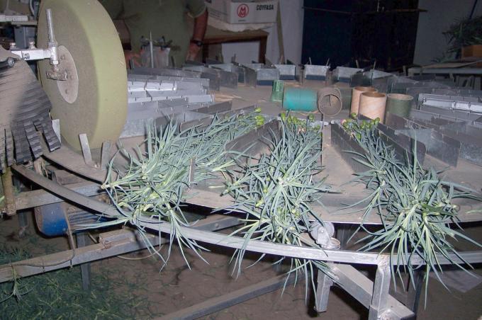 image Clasificadora cortadora