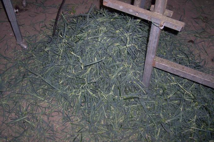 image Clasificadora cortadora