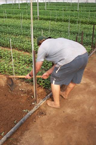 image Haciendo casillas con azadón