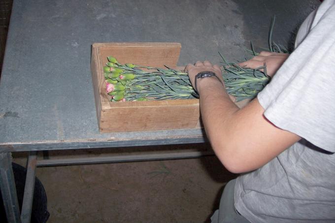 image Haciendo ramos