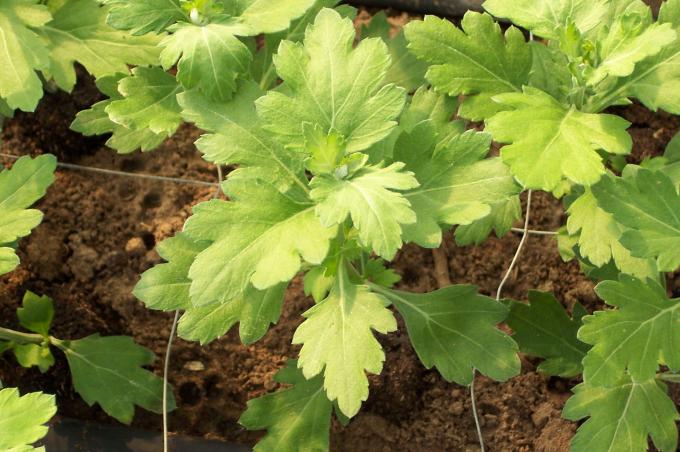 image Invernaderos de flores