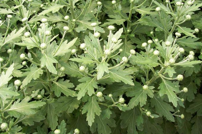 image Invernaderos de flores