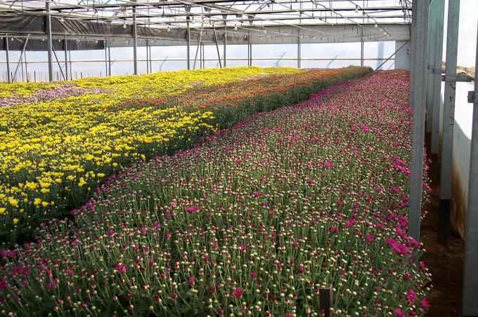 image Invernaderos de flores