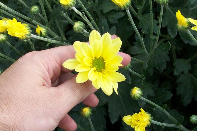 image Invernaderos de flores