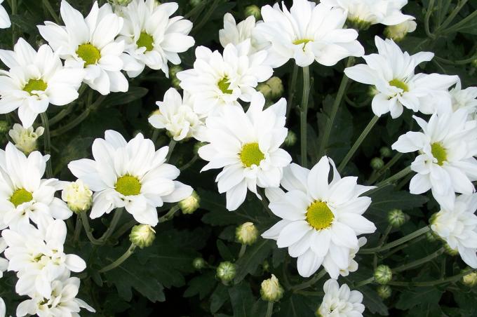 image Invernaderos de flores