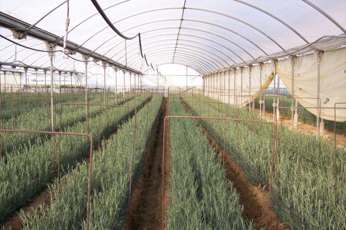 image Panorámica invernadero