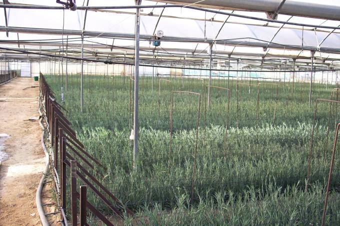 image Panorámica invernadero