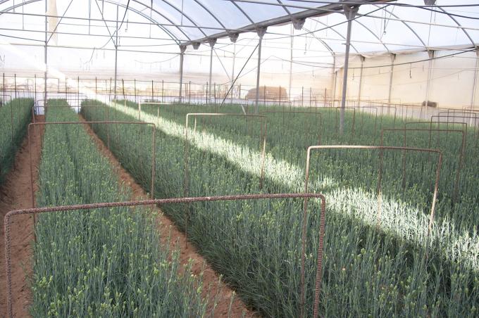 image Panorámica invernadero