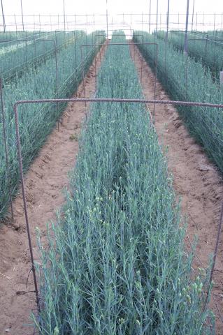 image Panorámica invernadero