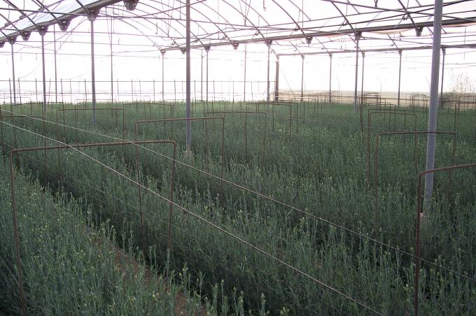 image Panorámica invernadero