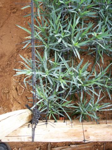 image Plantas de clavel