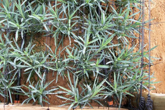 image Plantas de clavel