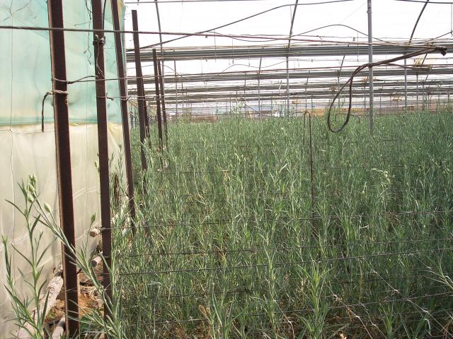 image Plantas de clavel