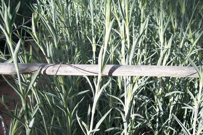 image Plantas de clavel