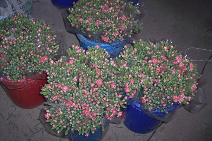 image Ramos para vender