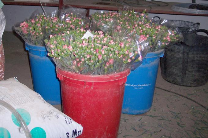 image Ramos para vender