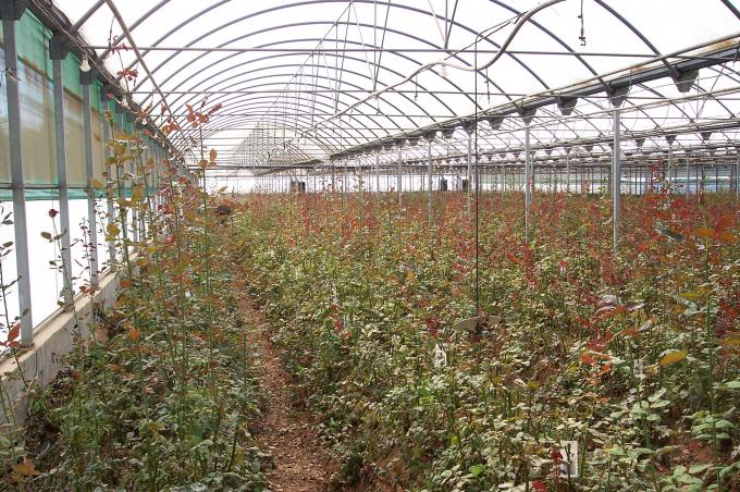 image Panorámica rosales