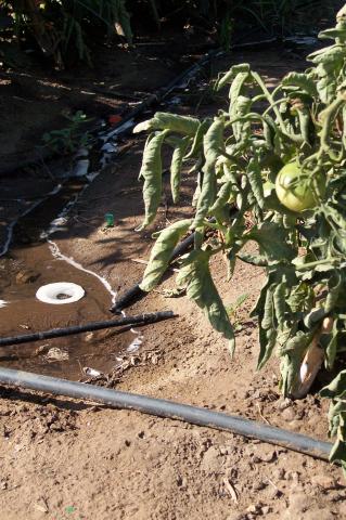 image Riego goteo para tomates