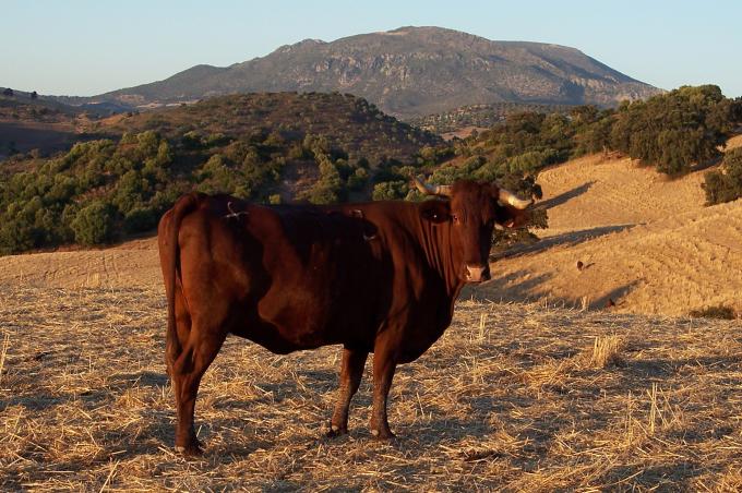 image Vacas retintas