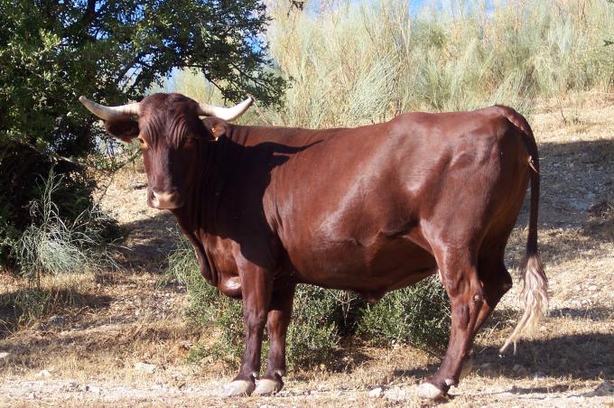 image Vacas retintas