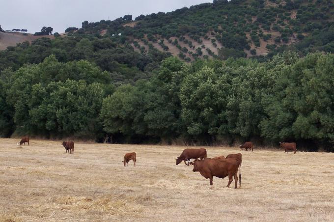 image Vacas retintas