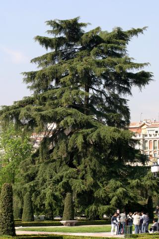 image Cedro del Atlas - Porte (Cedrus atlantica)