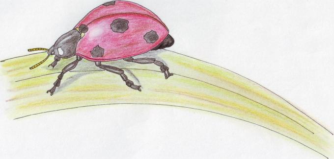 ilustracion Mariquita (Coccinellidae)