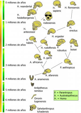 ilustracion Árbol genealógico humano