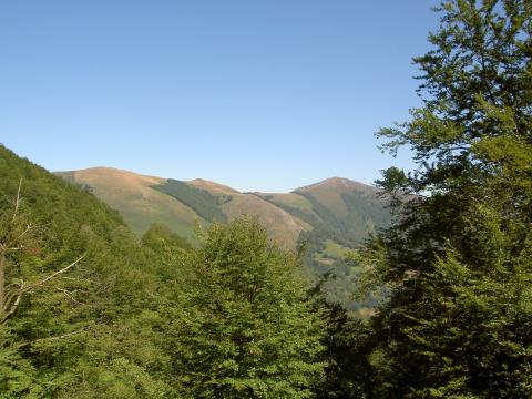image Vegetación en Roncesvalles