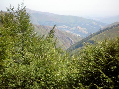 image Bosque y montes de Pirineos