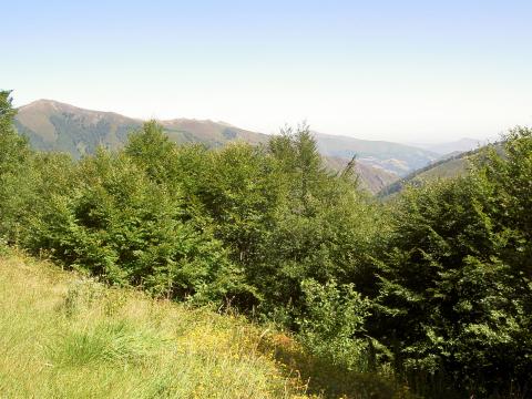 image Vegetación en los Pirineos