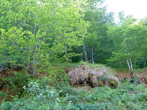 image Bosque en Pirineos
