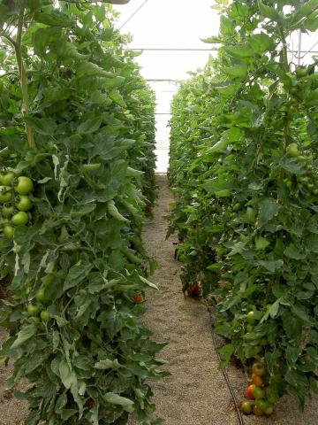 image Cultivo de tomates en el invernadero de El Ejido (Almería)